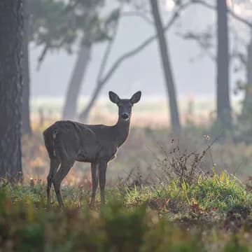 A deer in a misty forest, made by Adobe Firefly 4